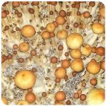 Псилоцибиновые (галлюциногенные)  грибы Psilocybin "Golden Teacher" в Пензе